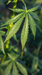 A marijuana bush, with strong branches on which ripe seeds.