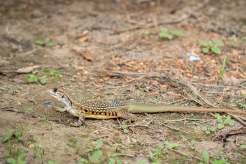 Image of Butterfly lizards or Small-scaled lizards or Ground lizards or Butterfly agamas on the ground. Reptile. Animal