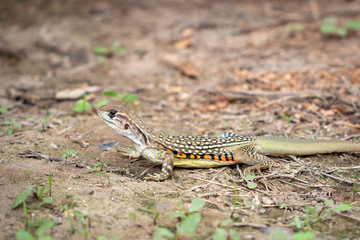 Image of Butterfly lizards or Small-scaled lizards or Ground lizards or Butterfly agamas on the ground. Reptile. Animal