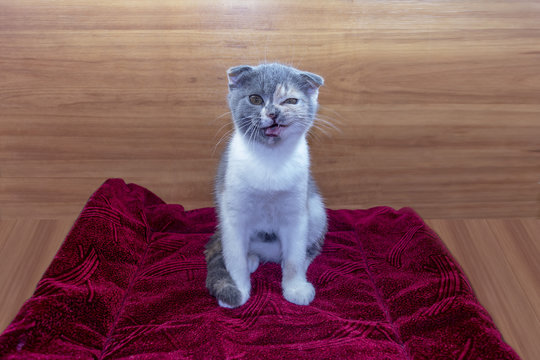 Funny tricolor cat scottish fold sits on the mat and winking.