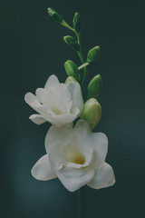 white flower bloom