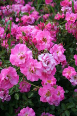 Obraz premium Rosa