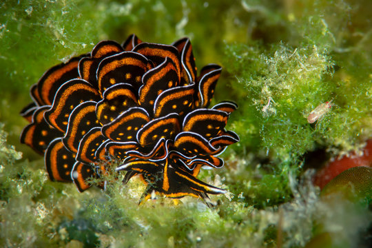 Marine life, Liuqiu island, Taiwan