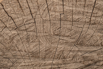 Cross section of tree texture background