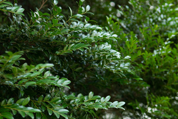 Fototapeta na wymiar Green leaves on big tree for background
