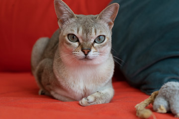 Singapura cat with mouse on the red sofa. the smallest cat breed in the world.