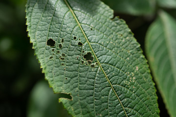 insects holes on green leaf