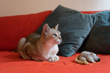 Fototapeta na wymiar Singapura cat with mouse on the red sofa. the smallest cat breed in the world.