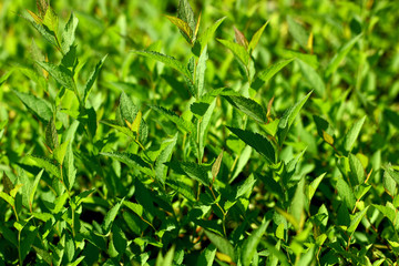 Green leaves on the bush side view with bokeh effect.