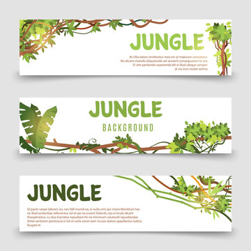 Tropical plants vector banner. Jungle leaves and lianes banner templates. Illustration jungle tropical card, botanical natural foliage