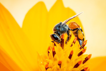 Image of bee or honeybee on yellow flower collects nectar. Golden honeybee on flower pollen with space blur background for text. Insect. Animal