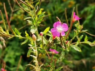 Fototapeta premium Family Melastomataceae