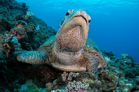 Marine life, Liuqiu island, Taiwan