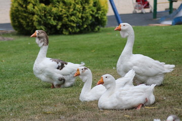 two gooses on green grass