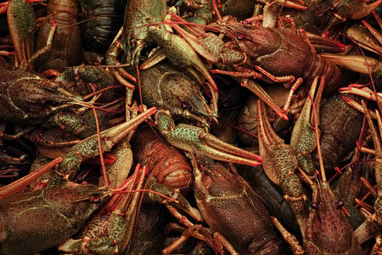 A lot of red boiled crayfish lies. The picture is vertical.