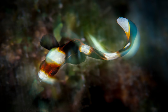 Marine life, Liuqiu island, Taiwan