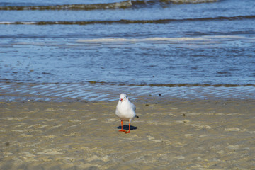 Lachmöwe auf Strand