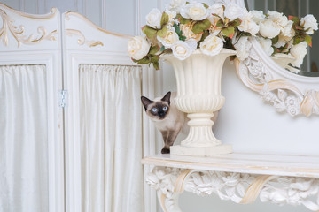 two color cat without tail Mekong Bobtail breed with jewel precious necklace of pearls around neck. Cat And necklace. Blue eyed Female Cat of Breed Mekong Bobtail, Sitting with gems on the neck