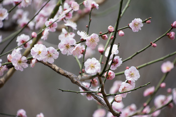 梅の花