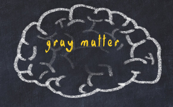 Drawind Of Human Brain On Chalkboard With Inscription Gray Matter