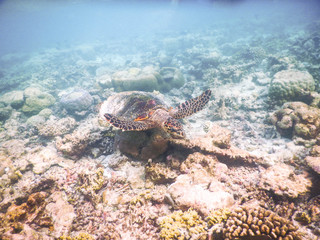 turtle and plankton