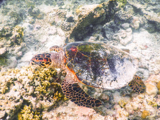turtle and plankton