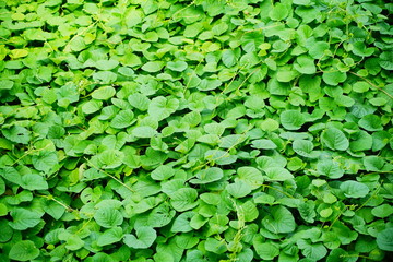 Green Leaf Ivy Vine Creeper Plant Climber background texture.