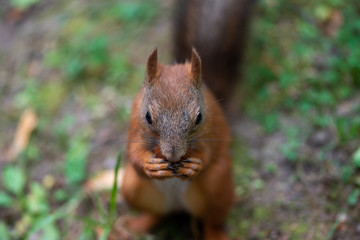 Naklejka na ściany i meble Squirrel and hazelnuts. A squirrel eats a nut. Close-up.