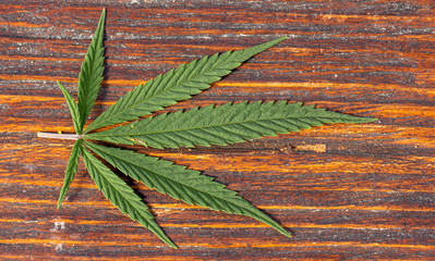 A hemp leaf on a wooden texture background