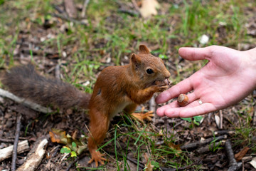 Naklejka na ściany i meble Squirrel and hazelnuts. A man feeds a squirrel in the forest. A squirrel eats a nut.