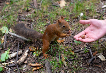 Squirrel and hazelnuts. A man feeds a squirrel in a forest. A squirrel checks a nut.