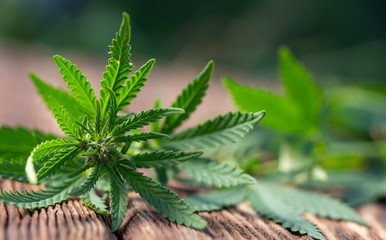 A hemp leaf on a wooden texture background