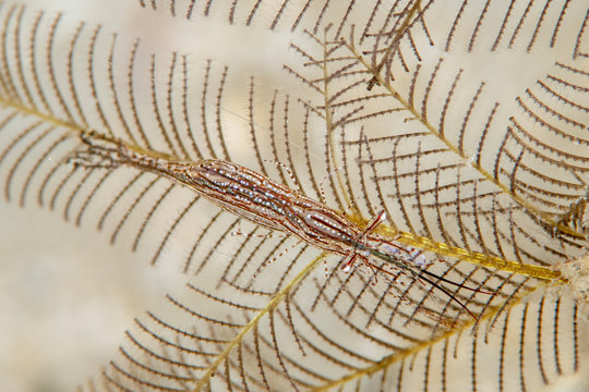 Marine life, Liuqiu island, Taiwan