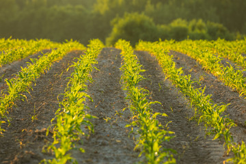 Field with rows of young fresh sprouts of corn close-up with dewdrops on leaves, lit by the warm morning sun. Blurred background