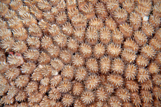 Marine life, Liuqiu island, Taiwan