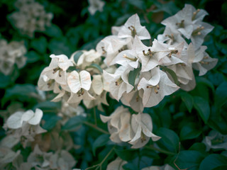 Close up of blooming bougainvillea, White Bougainvillea flowers.