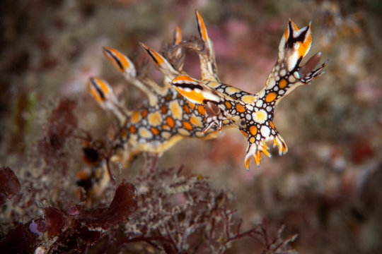 Marine life, Liuqiu island, Taiwan