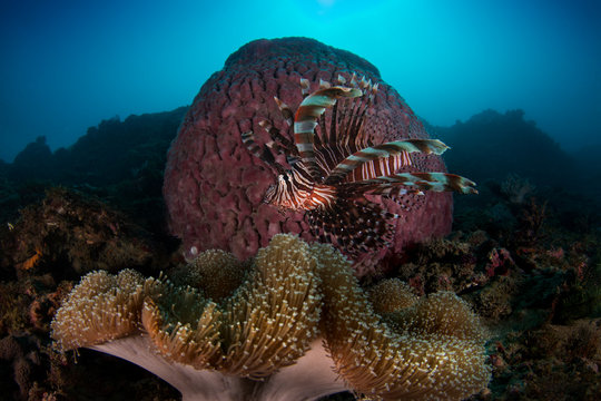 Marine life, Liuqiu island, Taiwan