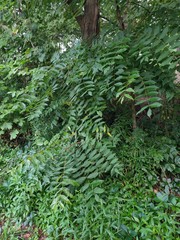 fern in forest