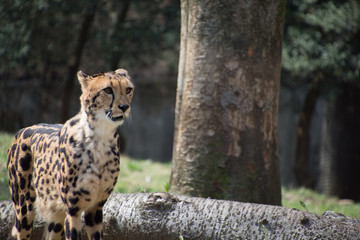 チーター