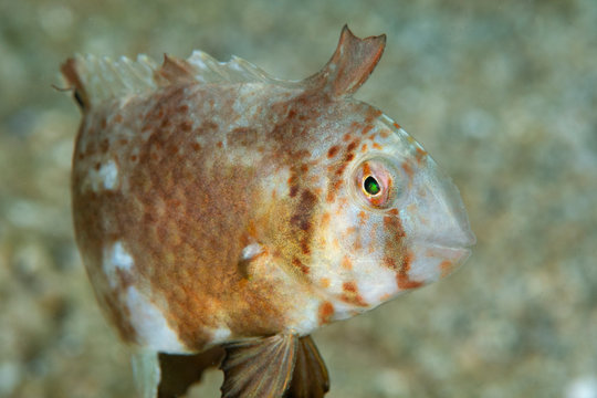 Marine life, Liuqiu island, Taiwan