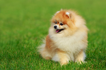 The dog breed pomeranian spitz