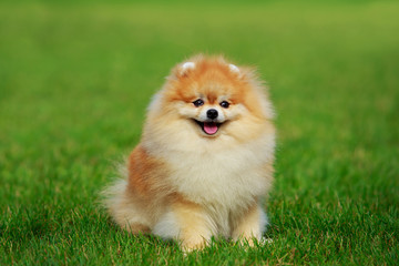 The dog breed pomeranian spitz