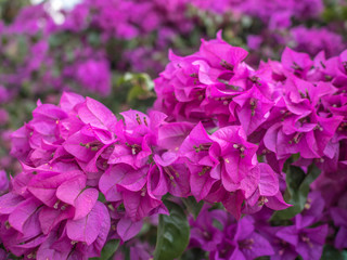 Close up of violet bougainvillea blossoms, bougainvillea flowers in the garden, Beautiful purple flower.