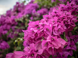 Fototapeta premium Close up of violet bougainvillea blossoms, bougainvillea flowers in the garden, Beautiful purple flower.