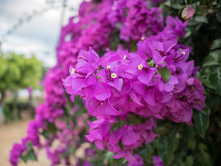 Obraz premium Close up of violet bougainvillea blossoms, bougainvillea flowers in the garden, Beautiful purple flower.