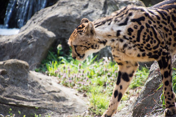 チーター
