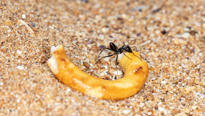 big forest ants in a native habitat