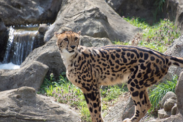 チーター