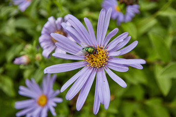 Obraz premium A vibrant metallic Green Bottle Fly (Lucilia sericata) feeding on an African Daisy flower.